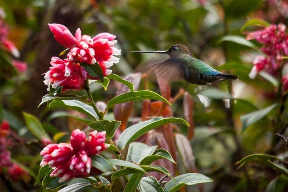 Paraiso Quetzal Lodge Tres de Junio Exteriér fotografie