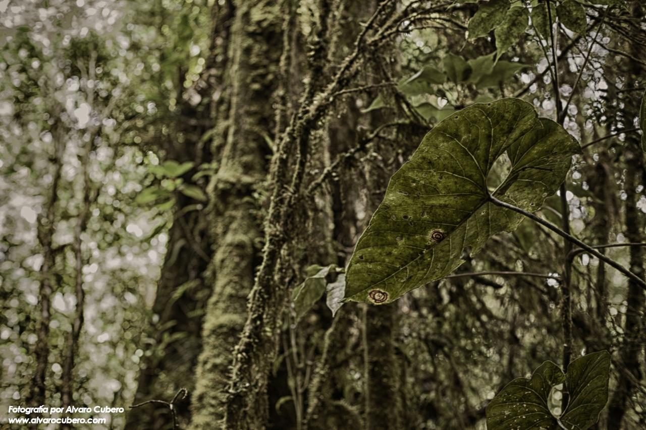 Paraiso Quetzal Lodge Tres de Junio Exteriér fotografie