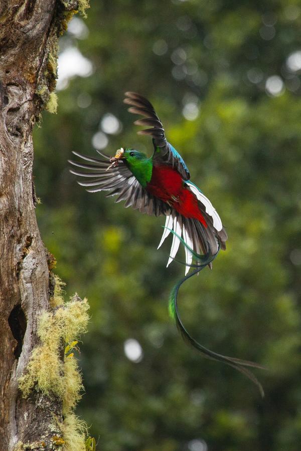 Paraiso Quetzal Lodge Tres de Junio Exteriér fotografie