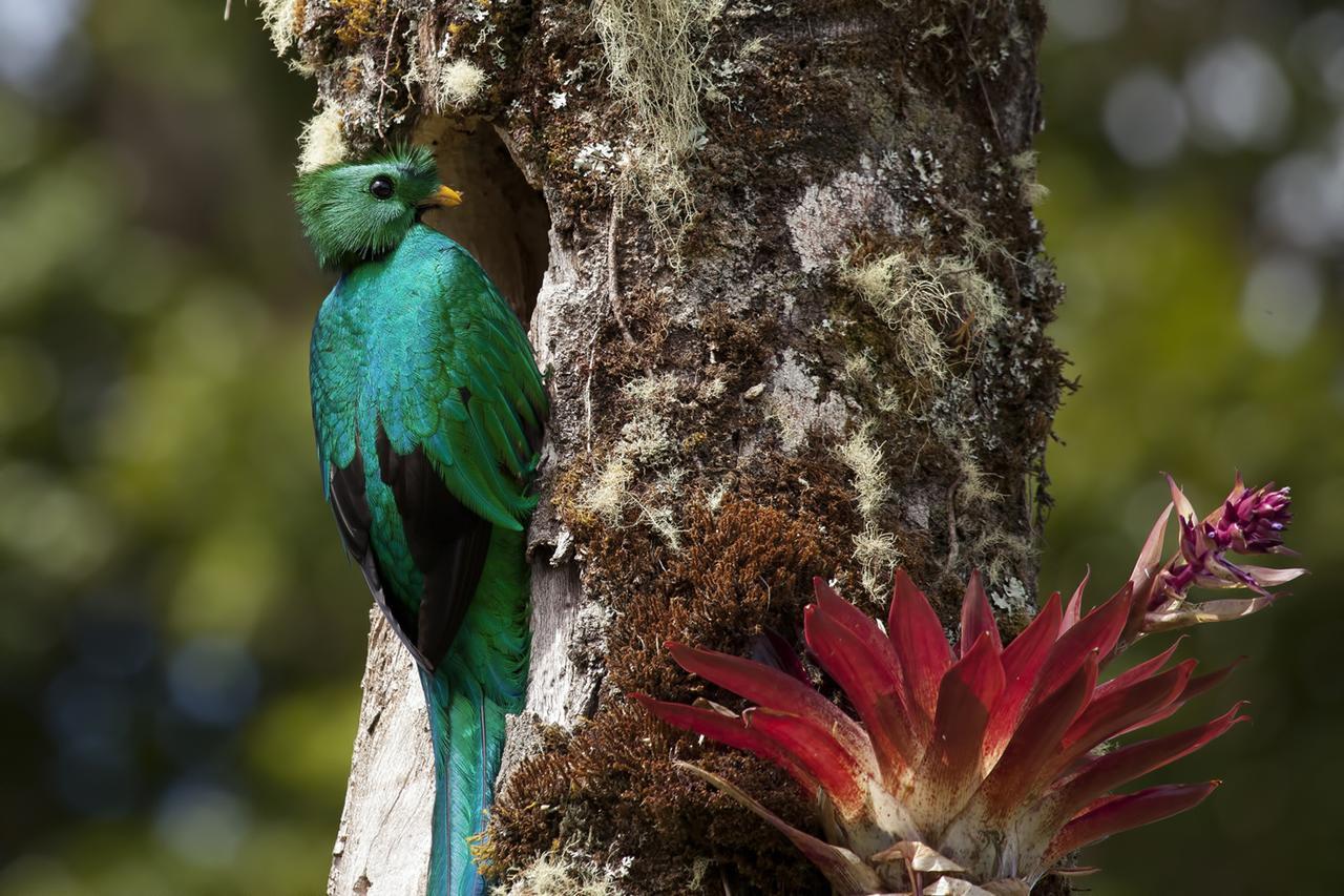 Paraiso Quetzal Lodge Tres de Junio Exteriér fotografie